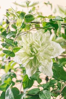 ふりふりな八重咲きがかわいい🥰