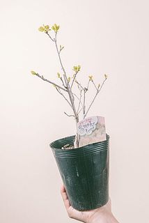 枝ぶりやサイズには個体差がございます。