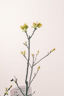 花芽付きのものも🌱