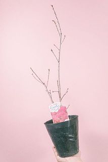 枝ぶりや、サイズには個体差がございます。