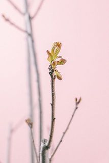 花芽付きのものも🌱