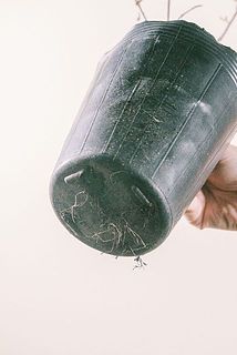 ポットから根が飛び出している場合がございます。