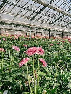 松木さんの圃場の様子。すくすく元気に育っています。