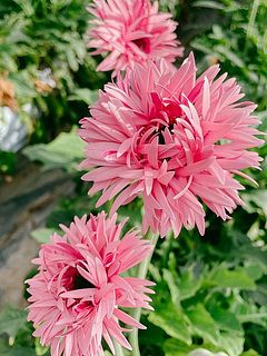 寝起きのような表情がかわいい