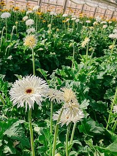 松木園芸さんの圃場の様子（今回生産地はおまかせになります）。