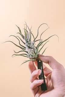 形や大きさには個体差がございます。