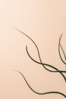 一部、葉先が黒くなっている場合や途切れがある場合がございます。