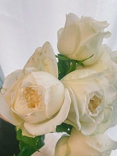 白いバラは傷や変色が目立ちます。外側の花びらはやさしく取り外してください。