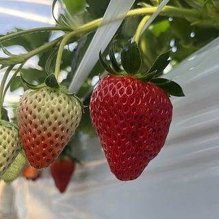 摘みたてほやほやをお届けします🚚