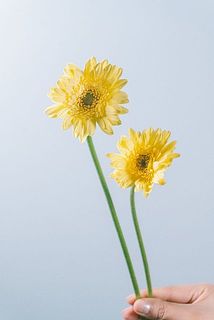 大きさや形には個体差がございます。