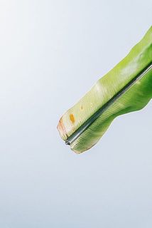 一部、傷や茶色く変色している場合がございます。