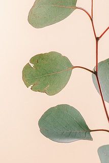 一部、傷や欠けがある場合がございます。