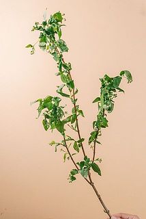 枝ぶりには個体差があります