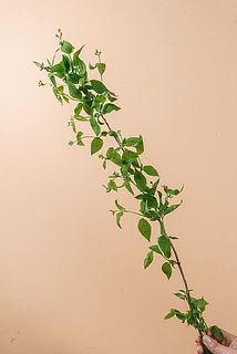 枝ぶりには個体差があります