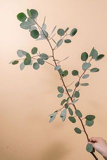 枝ぶりには個体差があります