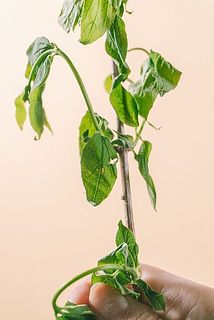 葉が水が下がって届く場合がございます。切り戻しを行いたっぷりのお水につけておくと回復します。