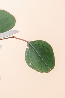 ユーカリの葉は穴が空いている場合がございます。