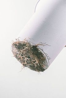 一部、根が飛び出している場合がございます。