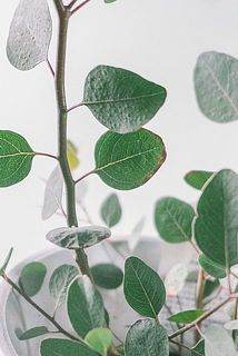 一部、葉に傷や茶色く変色している場合がございます。