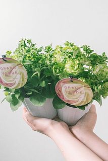 品種はおまかせになります。