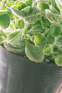 一部、茶色や黄色く変色している場合がございます。