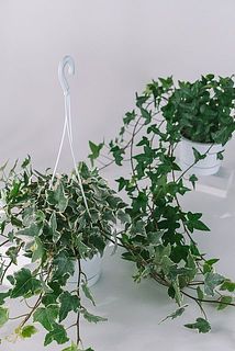 吊り鉢用のフックがついています。