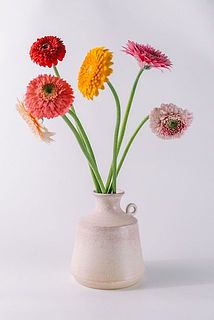 のびのびガーベラもおすすめ。