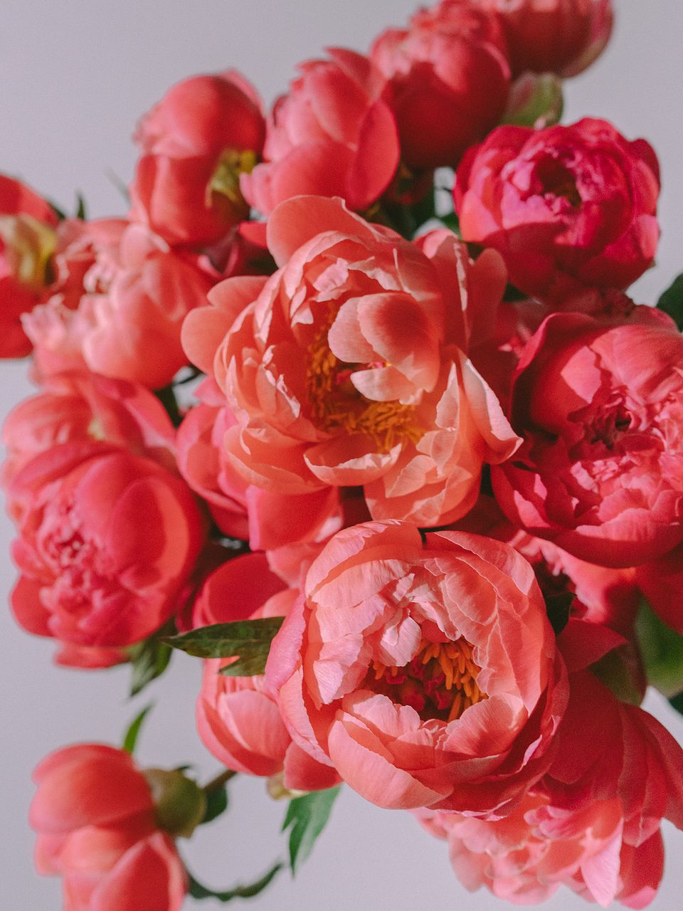ほどけはじめの芍薬「コーラルチャーム」