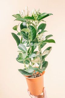 開花具合や花付きには個体差があります。