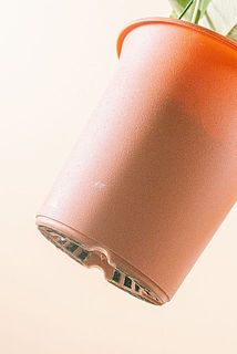 鉢が汚れている場合がございます。優しく拭き取ってください。