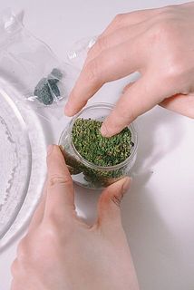 湿らせた苔の根の部分を下にしてソイルに植えていきます。