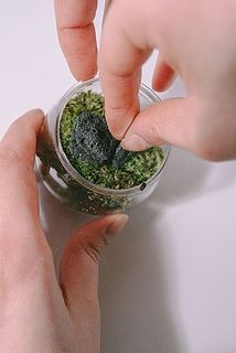 苔とソイルを馴染ませるために霧吹きをします。