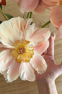 最終的にこんなに大きなサイズになります。