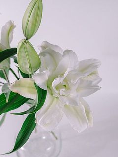 縁が一部茶色い場合がございます。