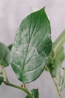 葉に斑点や傷、汚れがある場合もございます。