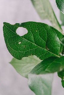 葉に斑点や傷、汚れがある場合もございます。