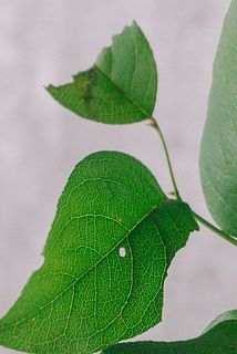 葉に斑点や傷、汚れがある場合もございます。