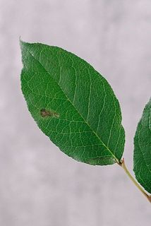 葉に斑点や傷、汚れがある場合もございます。