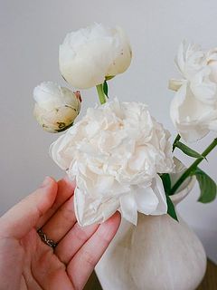 シーズン初旬のため、芍薬はやや小ぶりです。