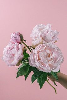 サラベル開花イメージ