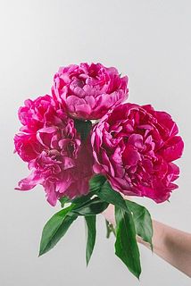 華燭の典開花イメージ