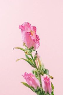 一部、傷がある場合がございます。