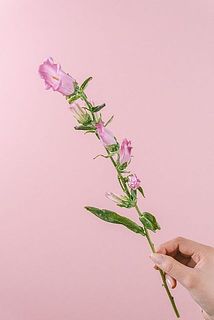 花付き、開花具合には個体差があります。