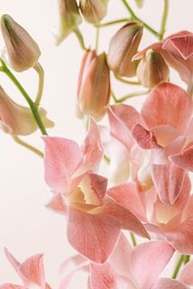 花弁に傷がついていたり、折れていることもあります。気になる場合は取り除いてください。