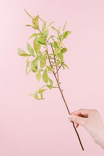 形には個体差がございます。