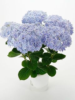 お届けイメージ