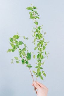 切り分けてお届けするため30㎝ほどの短いものが入る場合がございます。