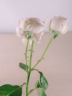 スプレーバラにはお花が付いていない茎があることも。生産者さんの方で剪定された名残です。品質に問題はありません。