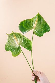 形や大きさには個体差がございます。