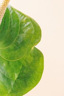 一部、傷や破れ、変色がある場合がございます。